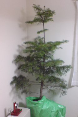 Our Charlie Brown Christmass Tree