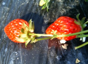 strawberry
