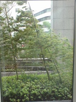 Bamboo trees outside CT